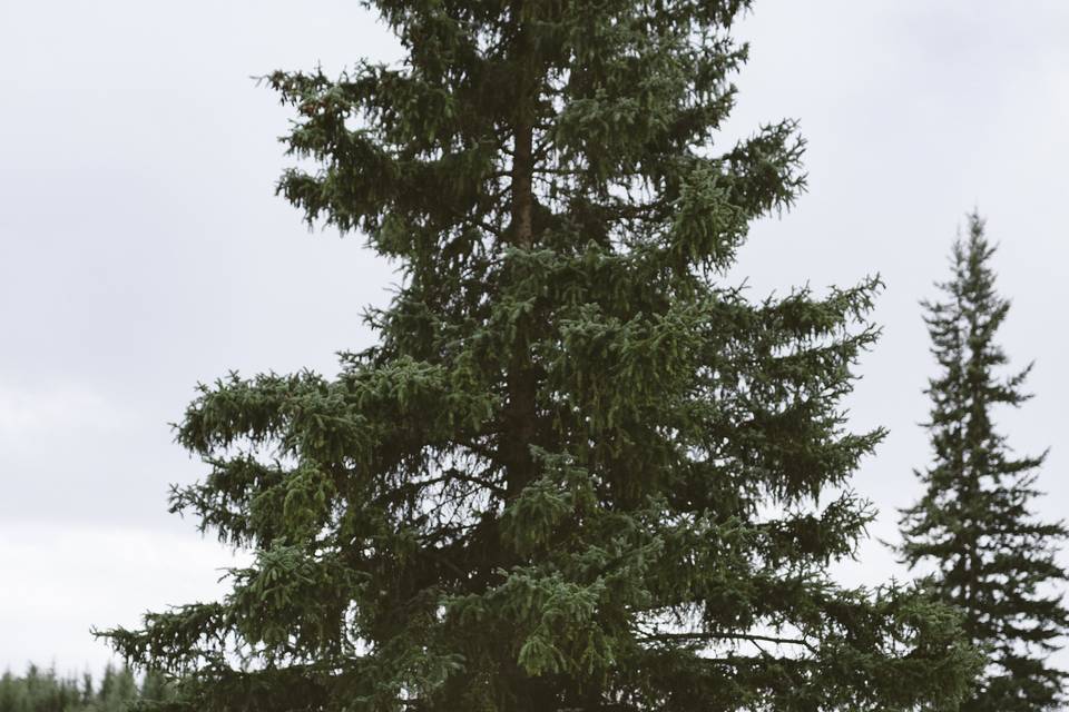 Rustic Wedding - High Country Tree Farm