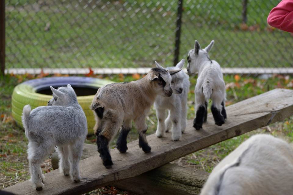 Gathering of goats