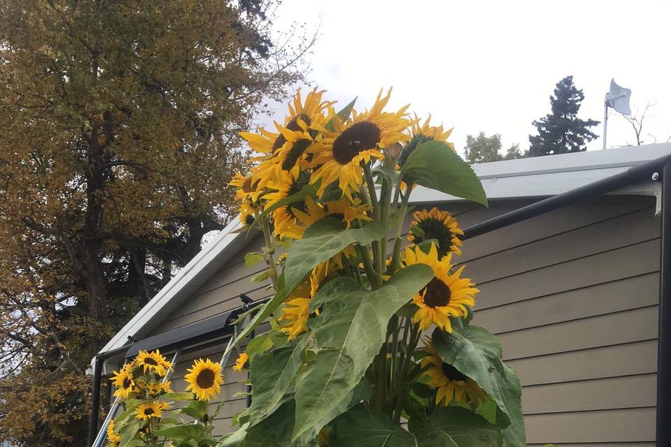 Sunflower garden
