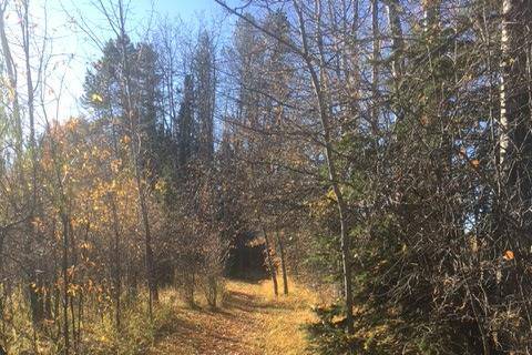 Forest trail in fall time