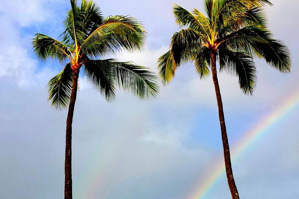 Trees at the Bahamas