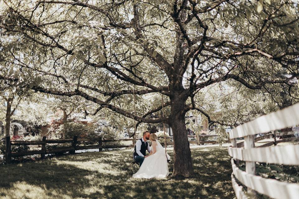 Walnut tree