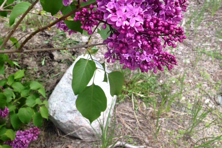 Lilacs