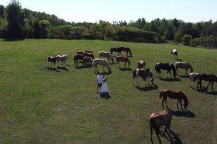 Healey falls horse love