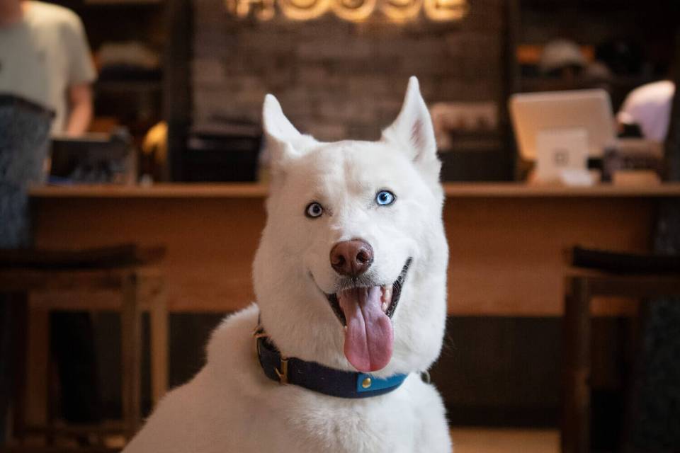 MTN House - dog