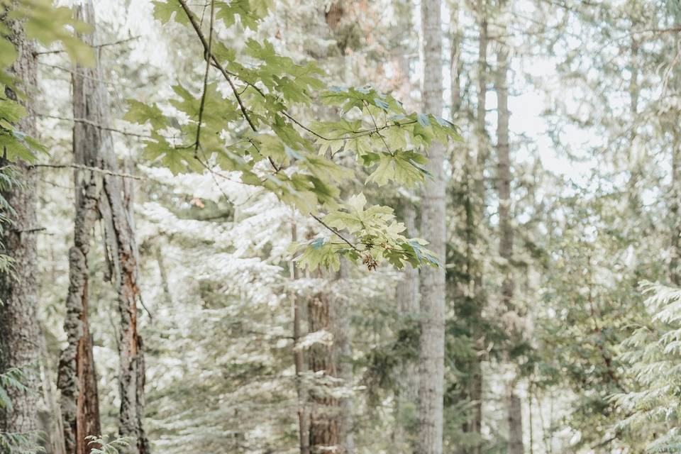 Intimate wedding on Galiano