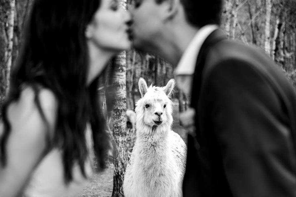 Wedding llama > wedding drama