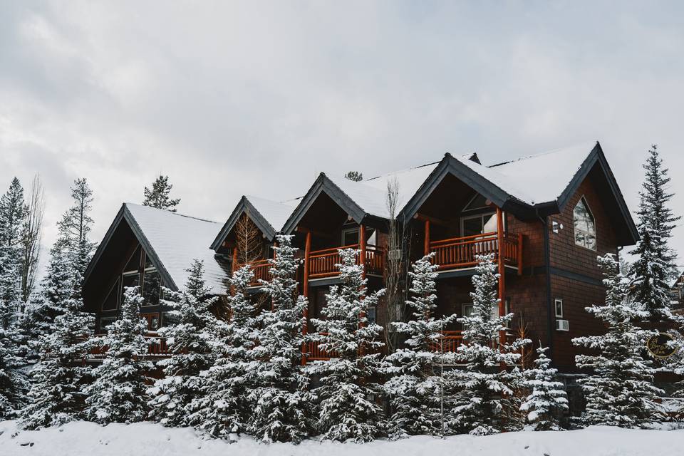 A Bear and Bison in the Winter