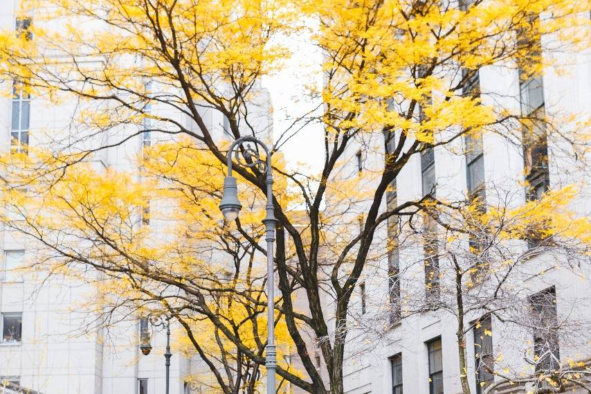 Farnaaz & Saad Wedding