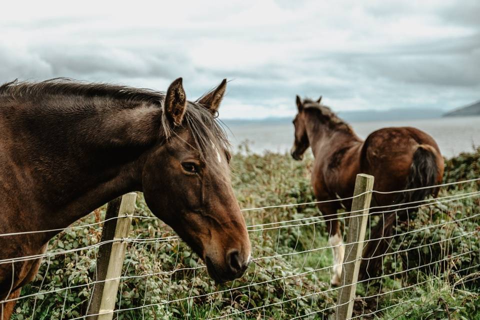 Horses on wedding day