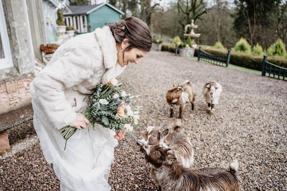 Befriending baby goats